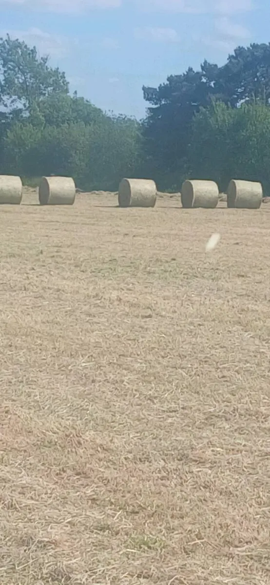 Hay 2026 - Image 2