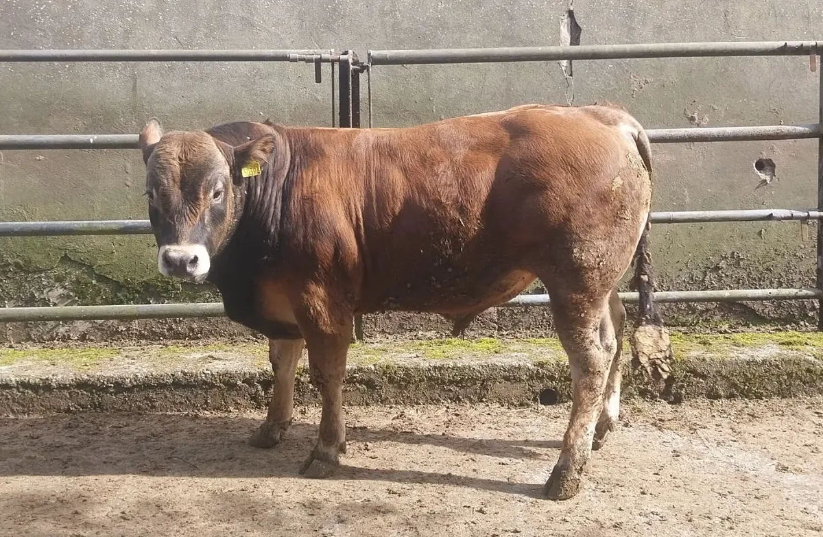 Aubrac Bulls - Image 3