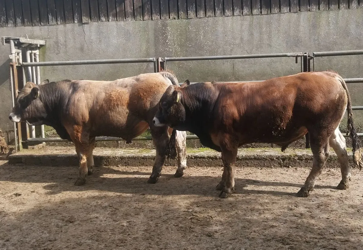 Aubrac Bulls - Image 2