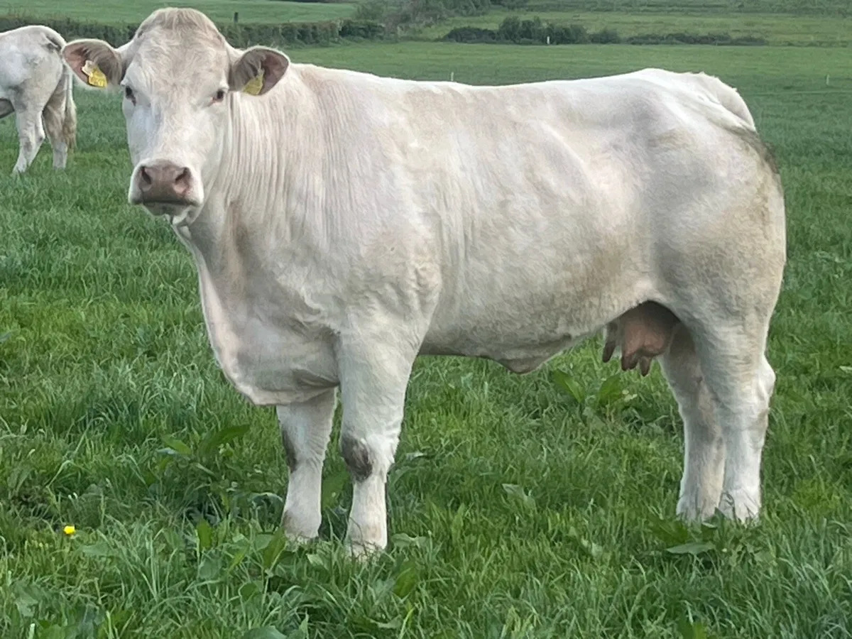 Pedigree Charolais cow - Image 1