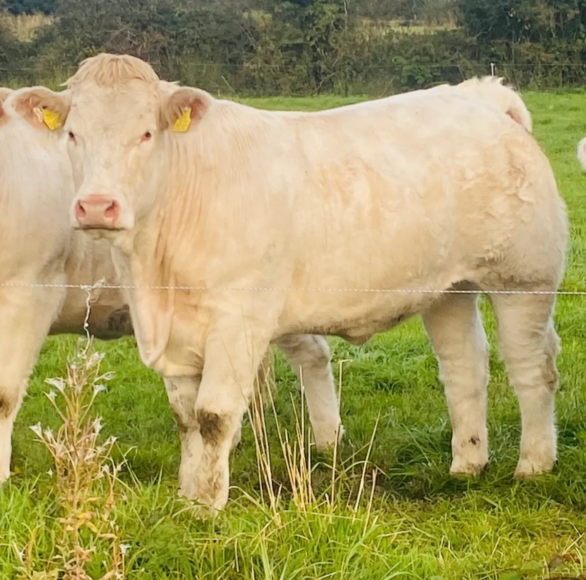 Pedigree Charolais cow - Image 2