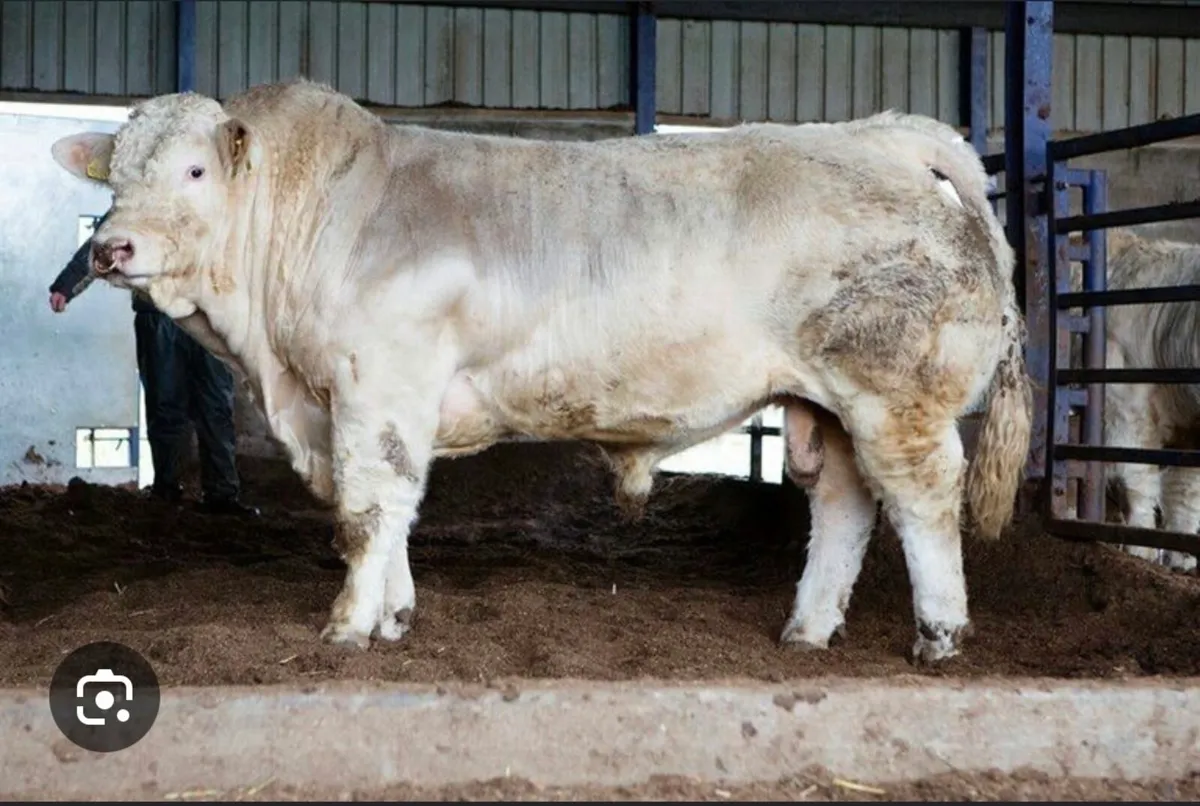 Pedigree Charolais cow - Image 3