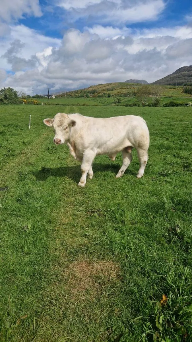 5 star Charolais bull - Image 2