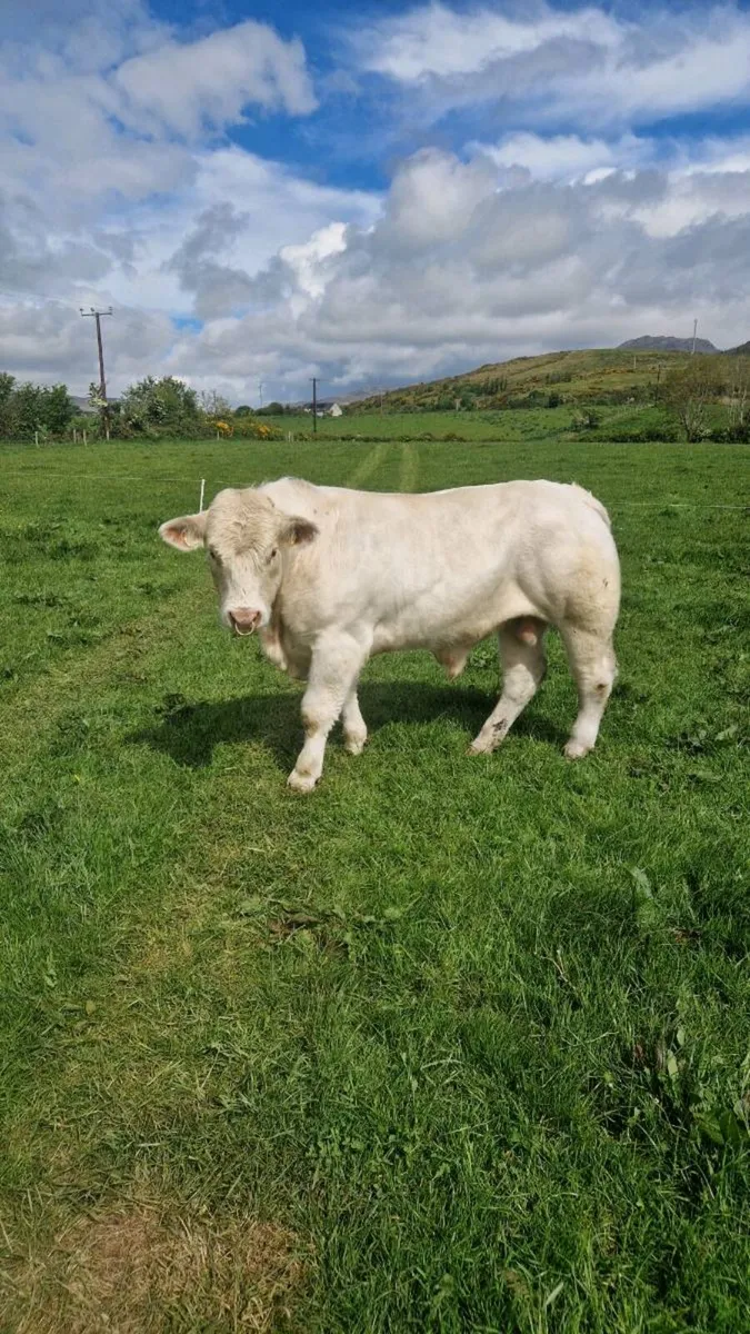 5 star Charolais bull - Image 3