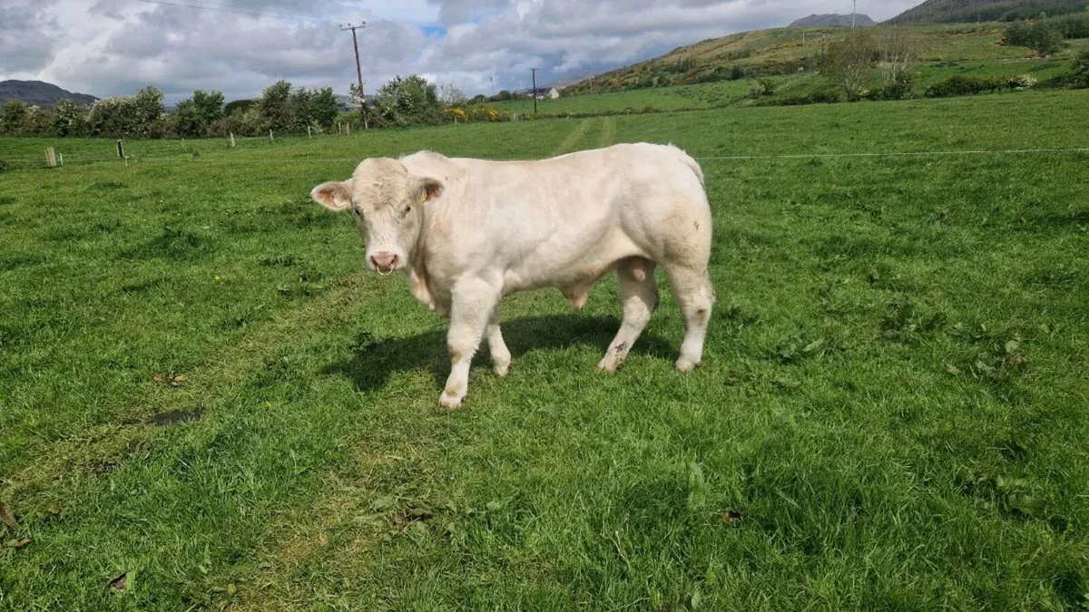 5 star Charolais bull - Image 1