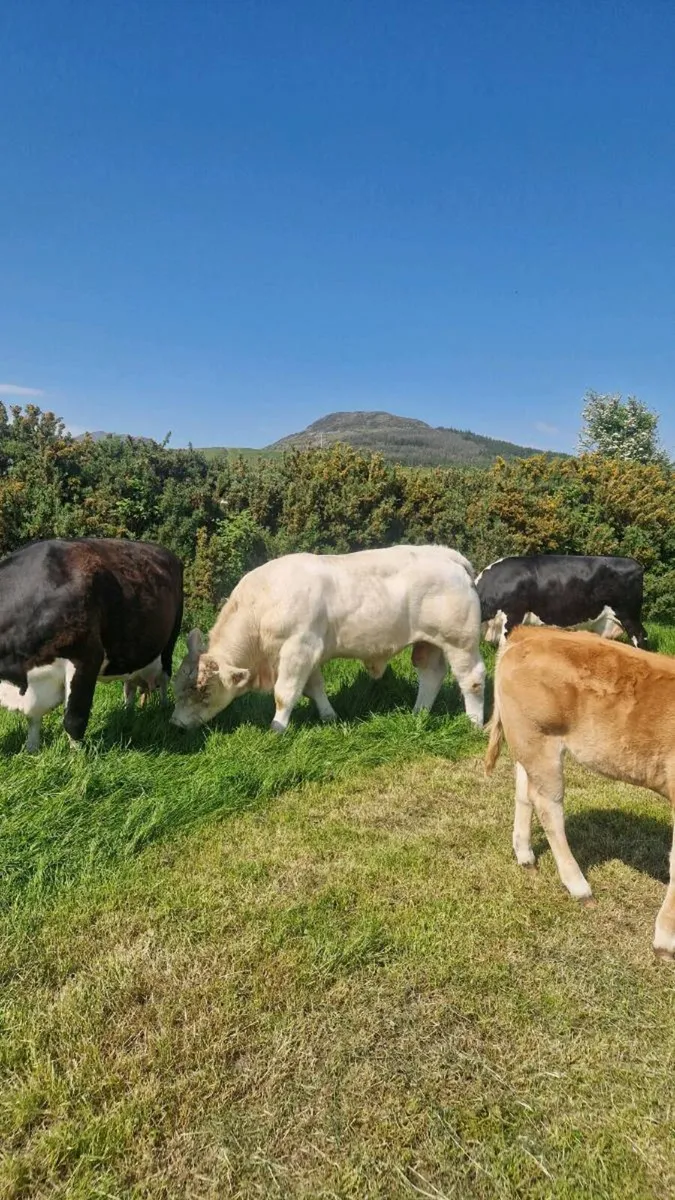 5 star Charolais bull - Image 4