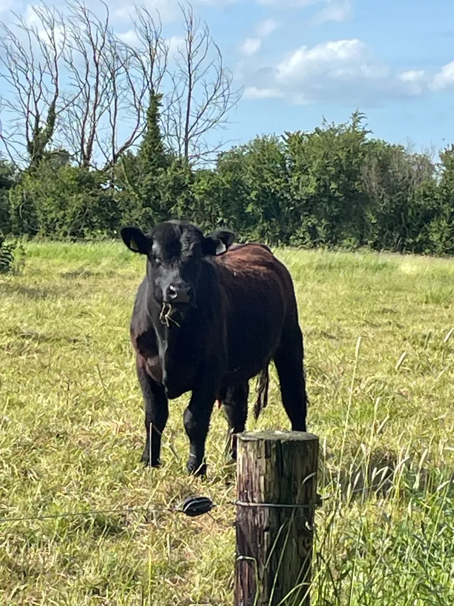 PBR Black and Red Angus Bulls - Image 2