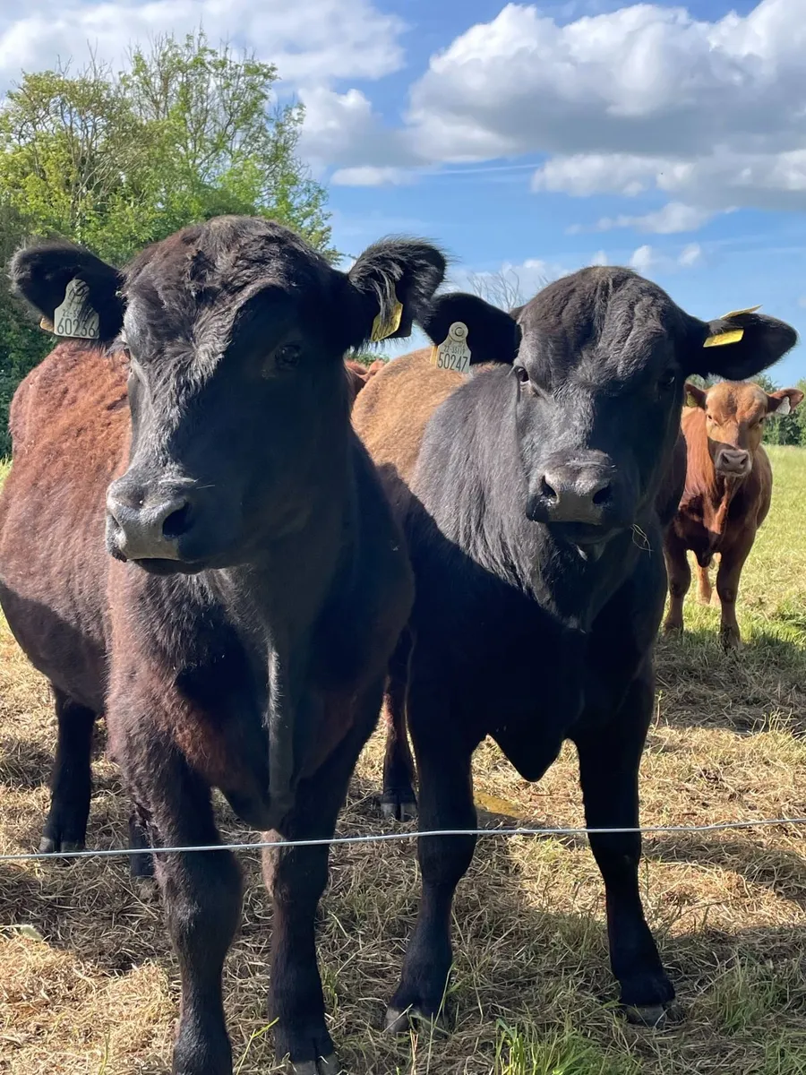 PBR Black and Red Angus Bulls - Image 3