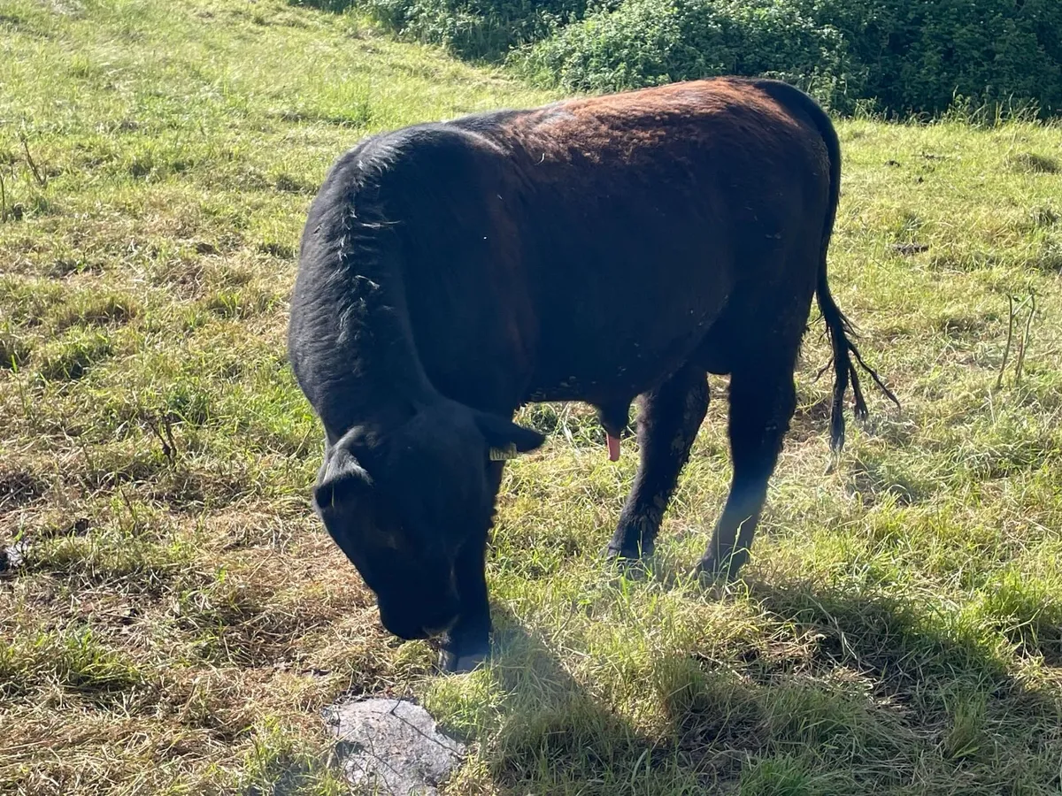 PBR Black and Red Angus Bulls - Image 4