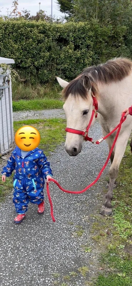 Pony - 3YO Connie X - Image 2