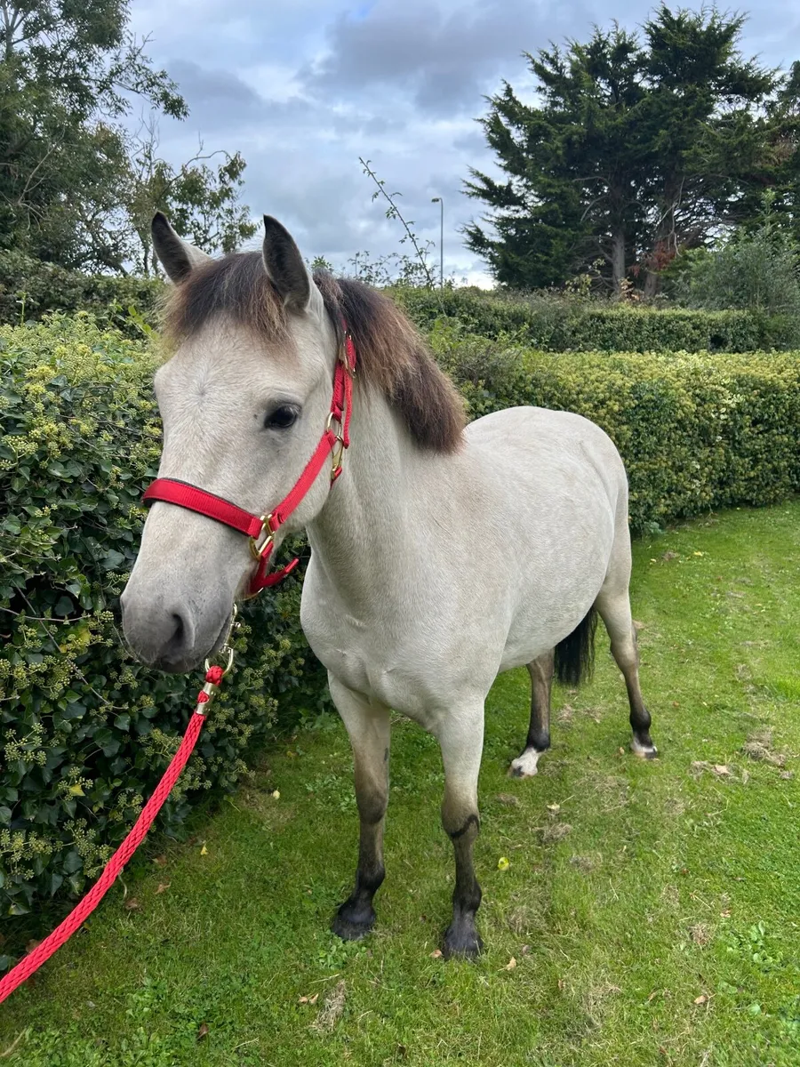 Pony - 3YO Connie X - Image 1