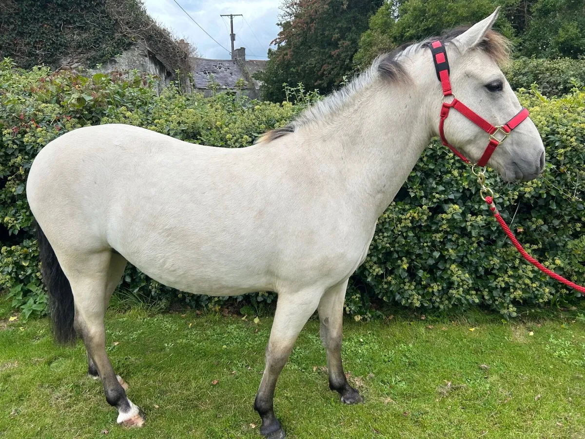 Pony - 3YO Connie X - Image 3