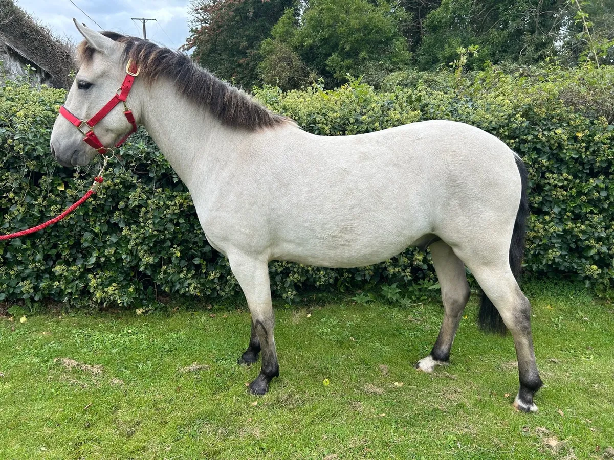 Pony - 3YO Connie X - Image 4