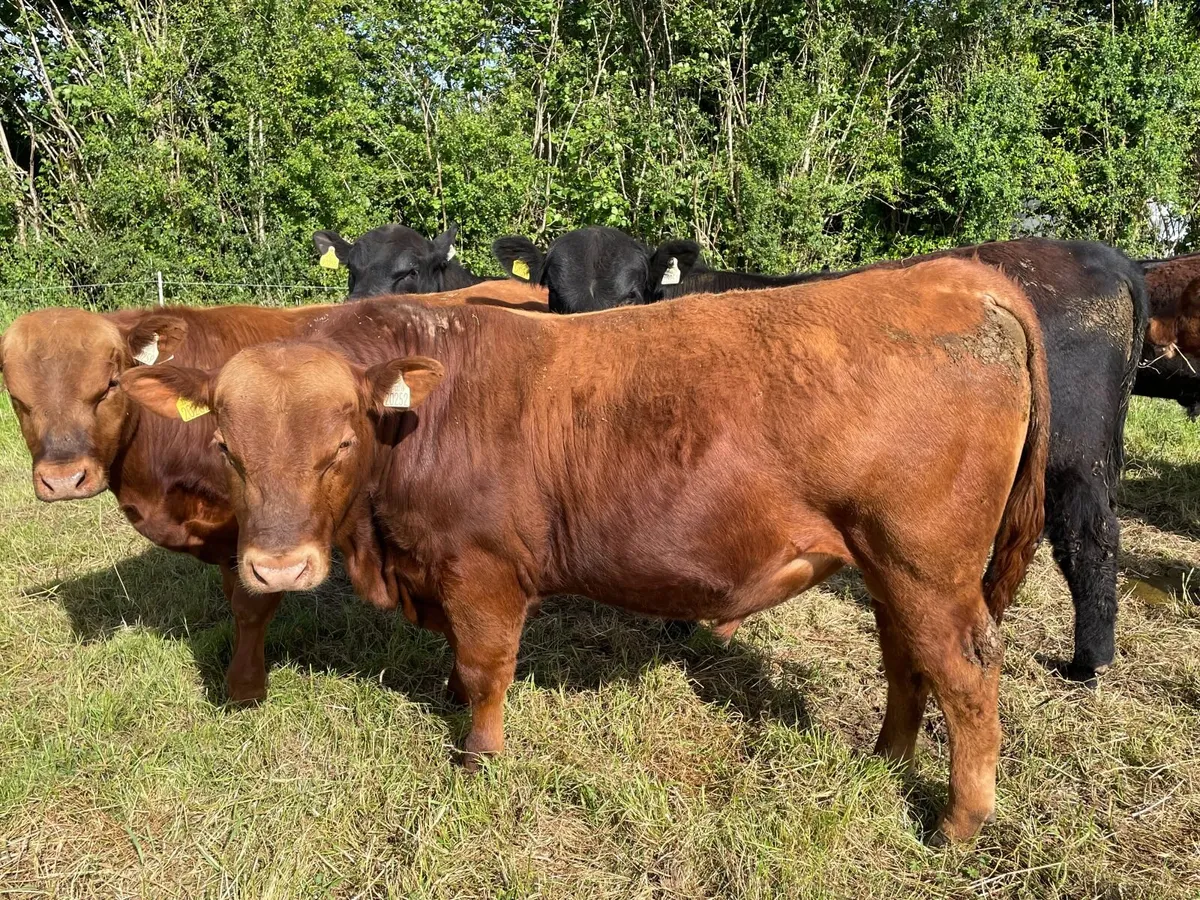 PBR Black and Red Angus Bulls - Image 1