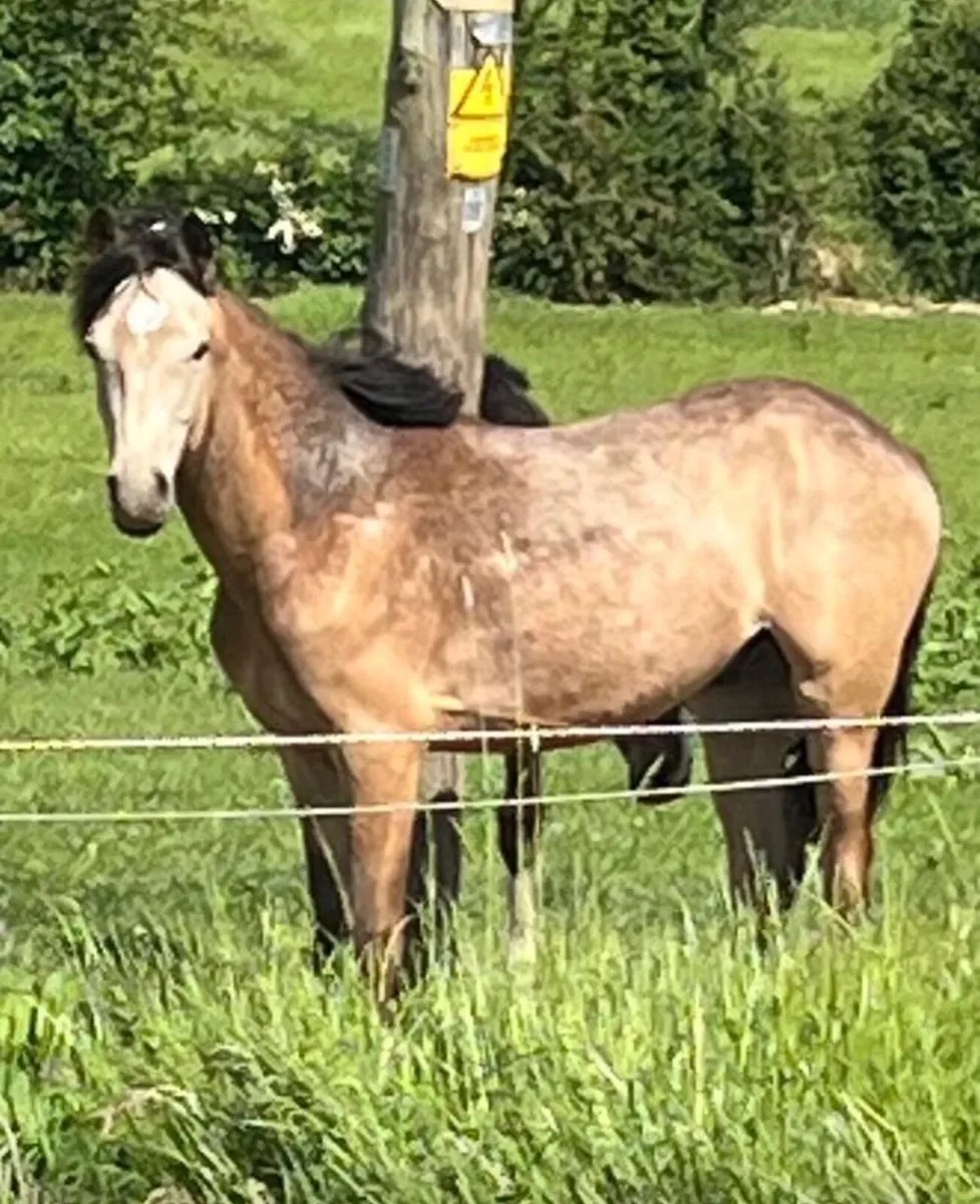 Horse - Image 2