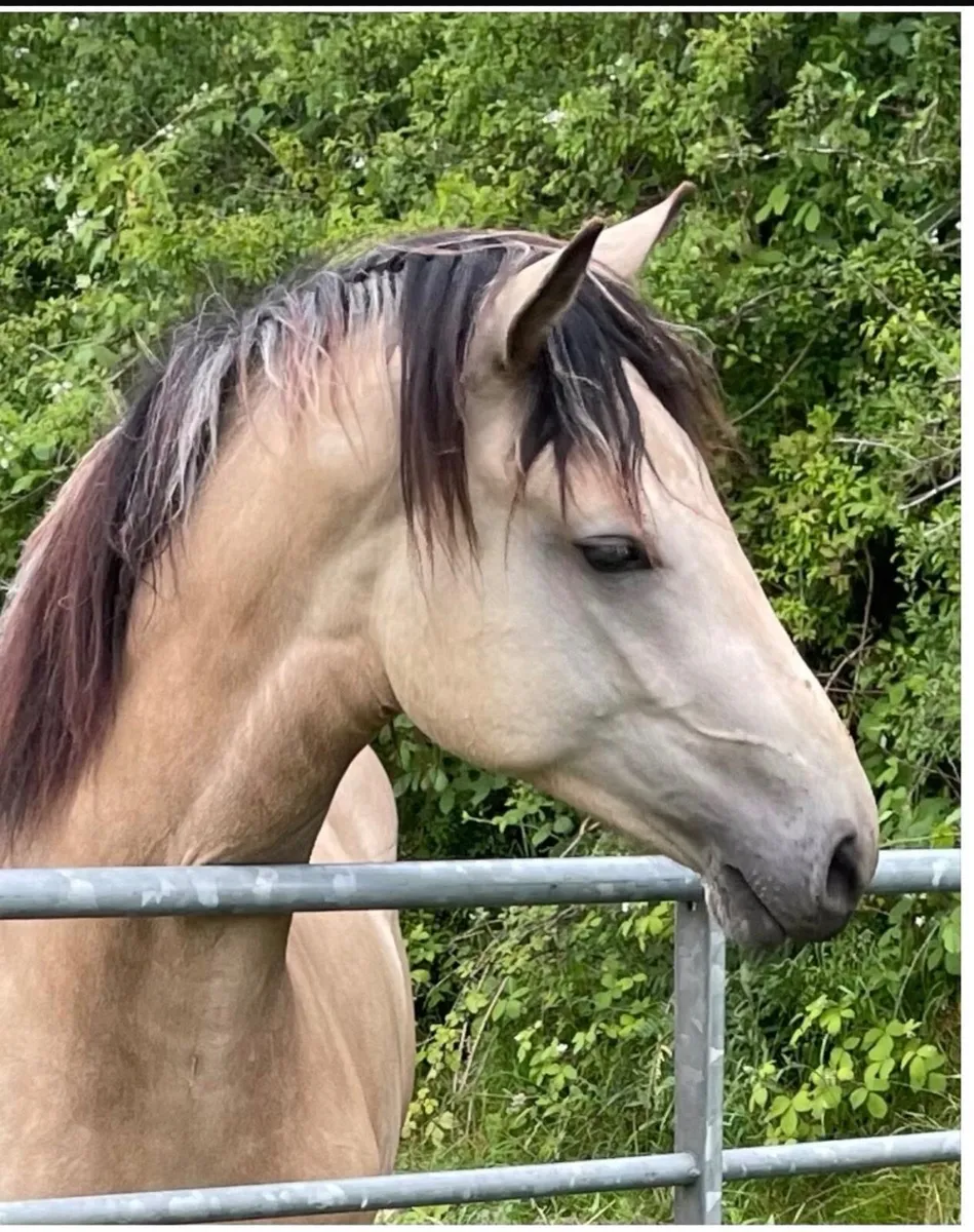 Horse - Image 1