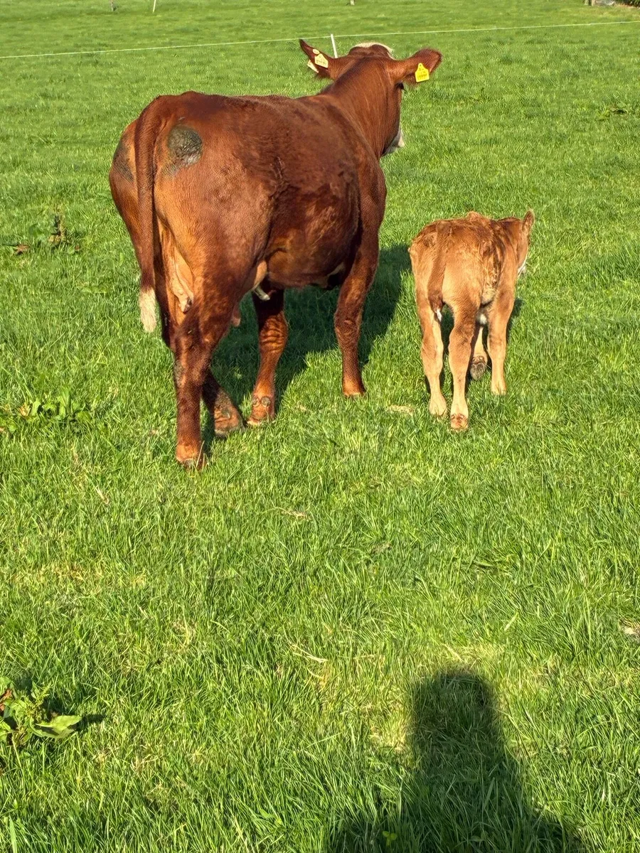 2 x 5 star calved Heiffers - Image 4