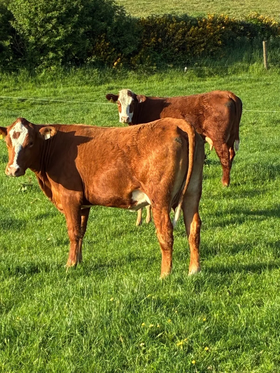 2 x 5 star calved Heiffers - Image 1