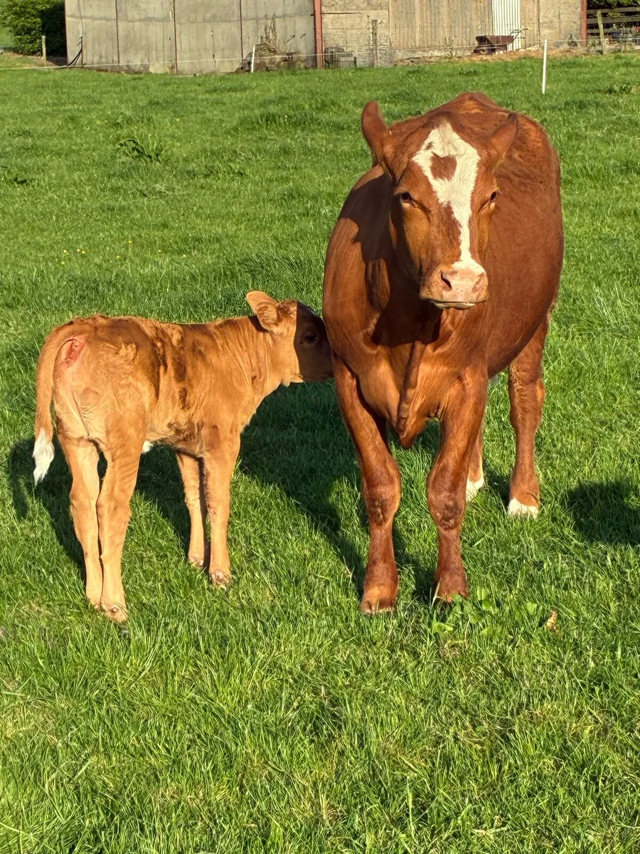 2 x 5 star calved Heiffers - Image 2