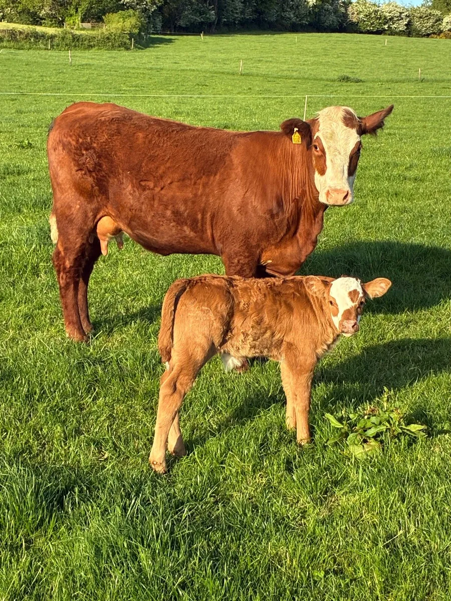 2 x 5 star calved Heiffers - Image 3