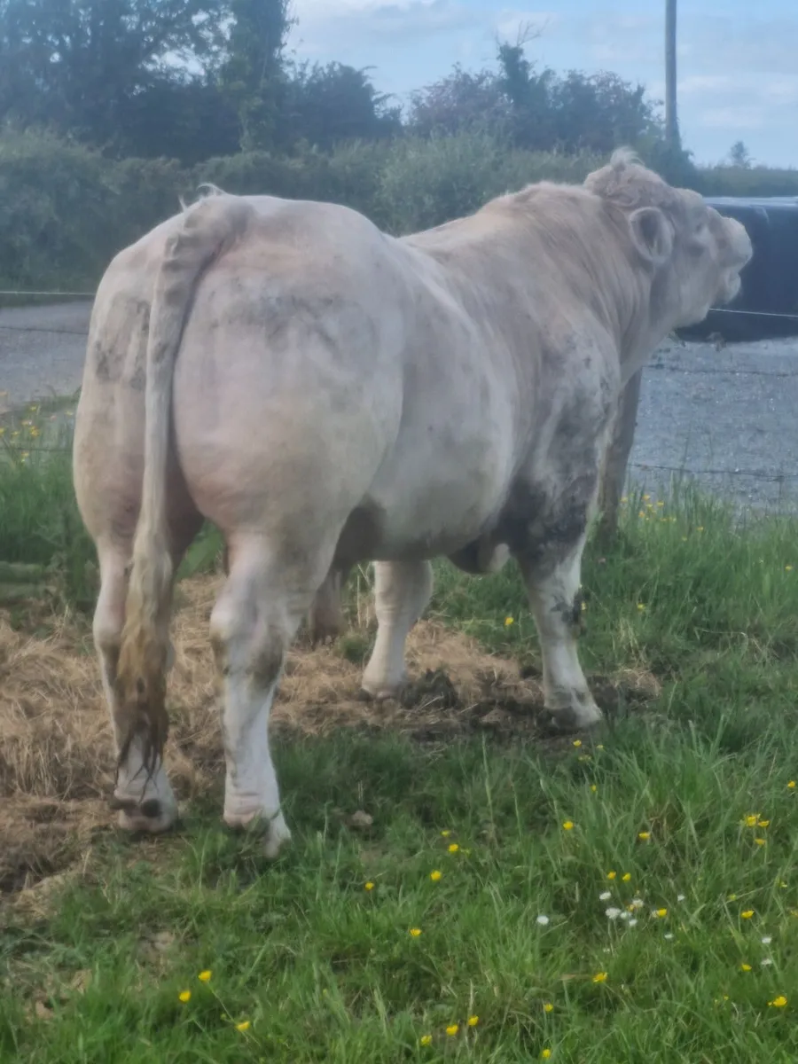 Super quality Bull - Image 3