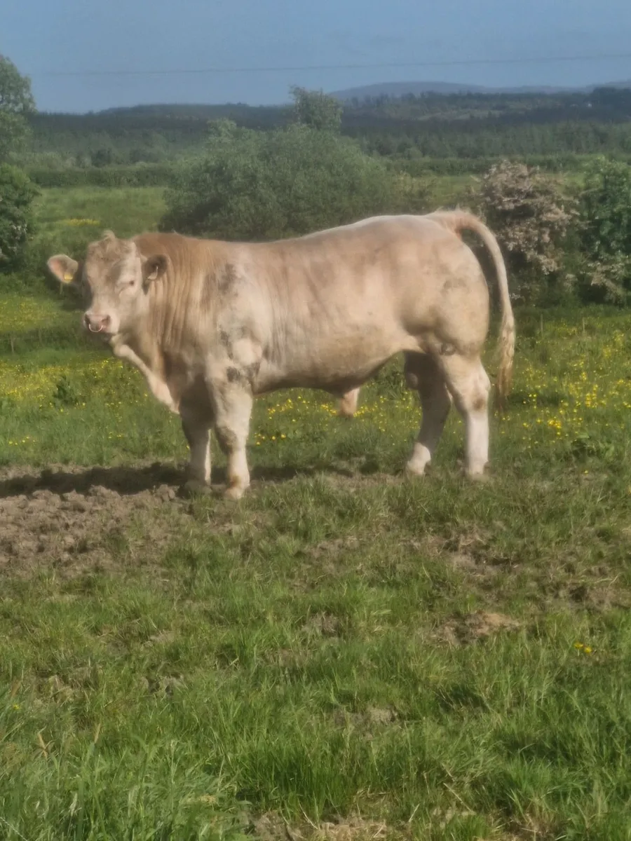 Super quality Bull - Image 4