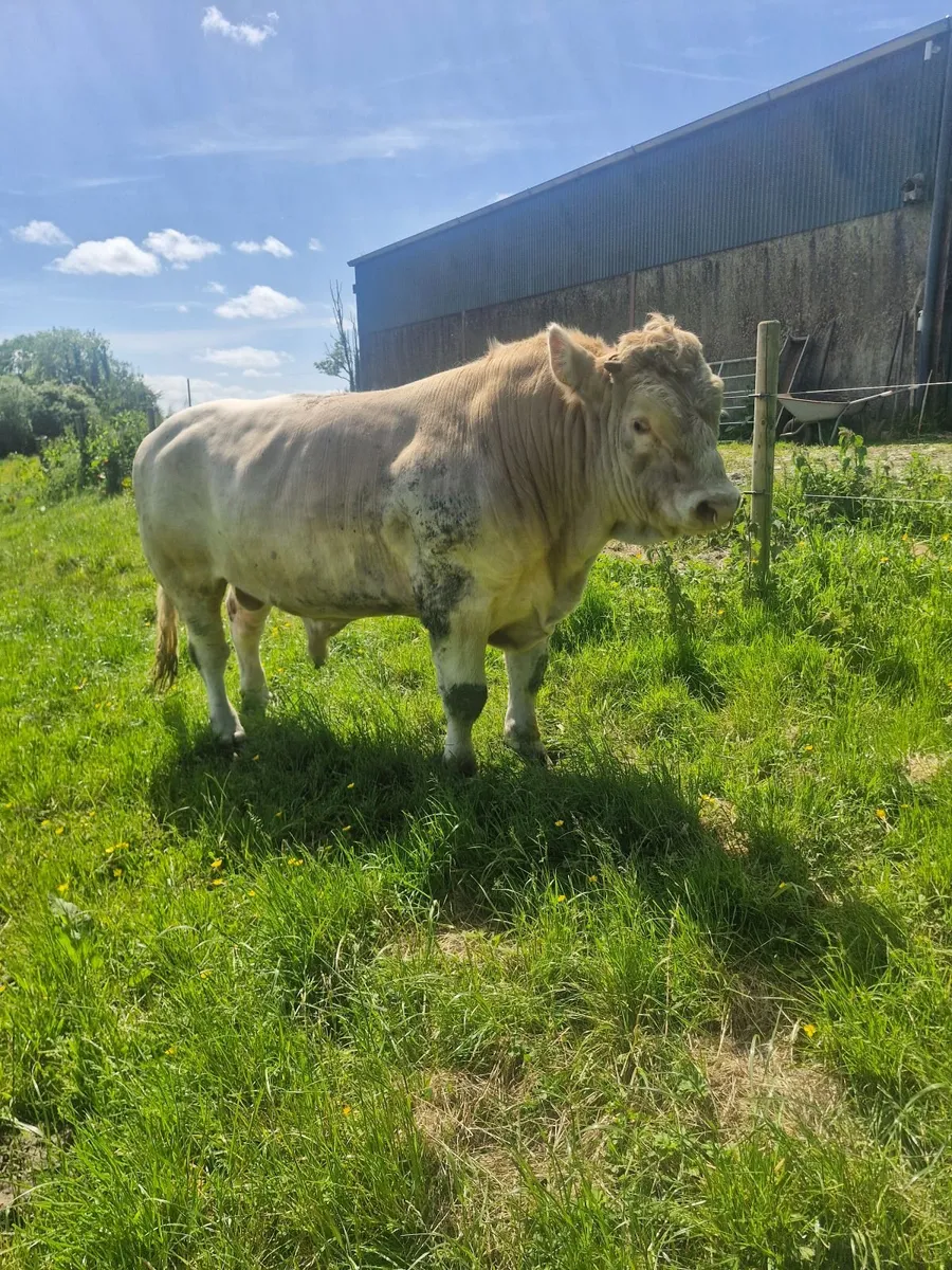 Super quality Bull - Image 2
