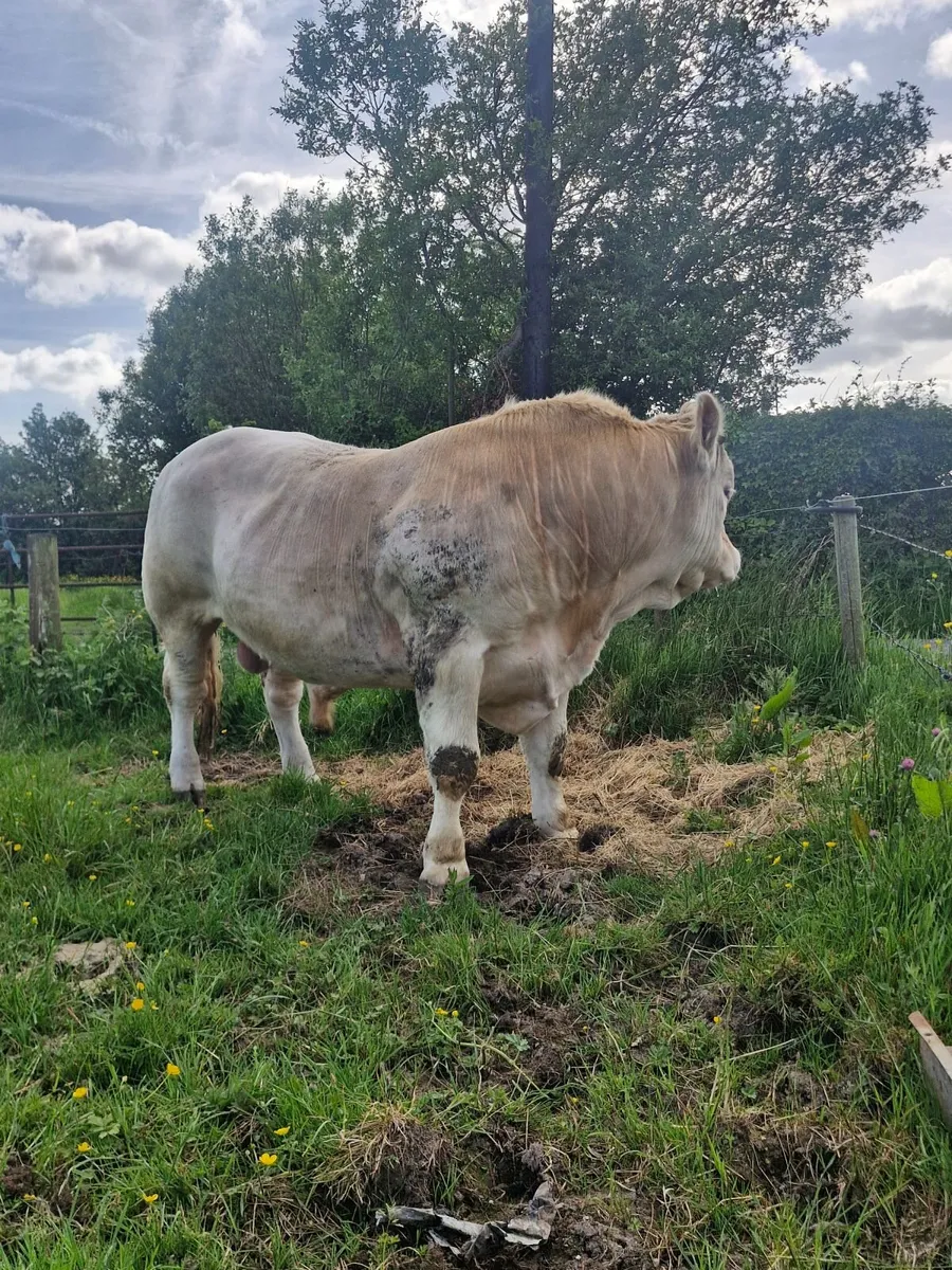 Super quality Bull - Image 1