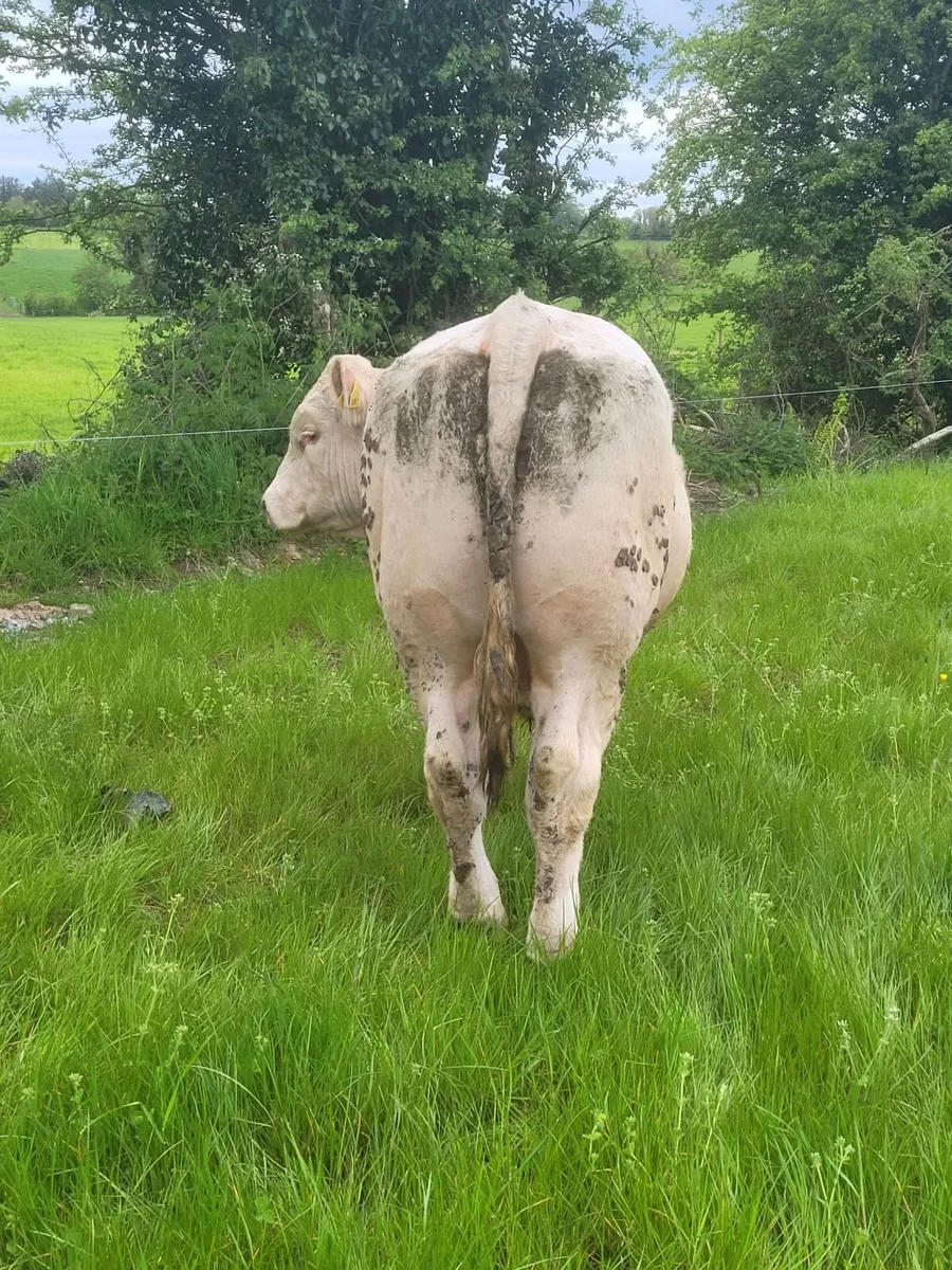 Charolais Bulls - Image 3