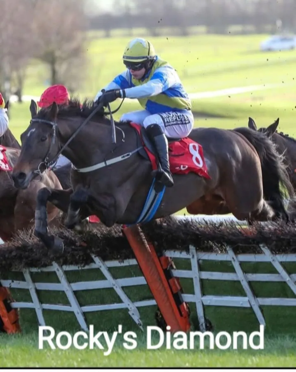 3yo Gelding by ALTRUISTIC - Image 4