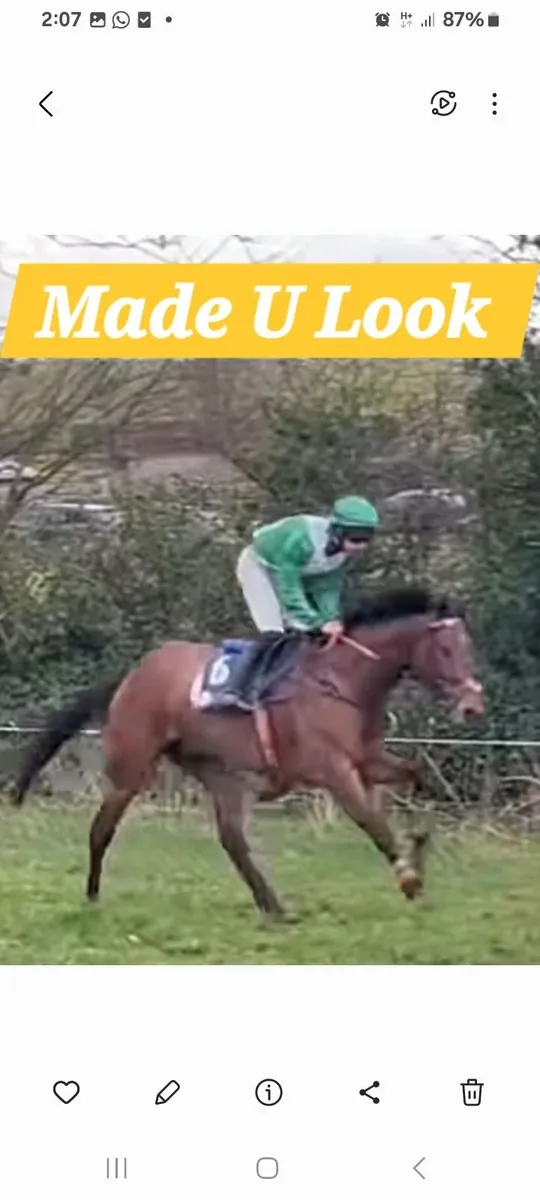 Lovely 3yo Gelding - Image 4