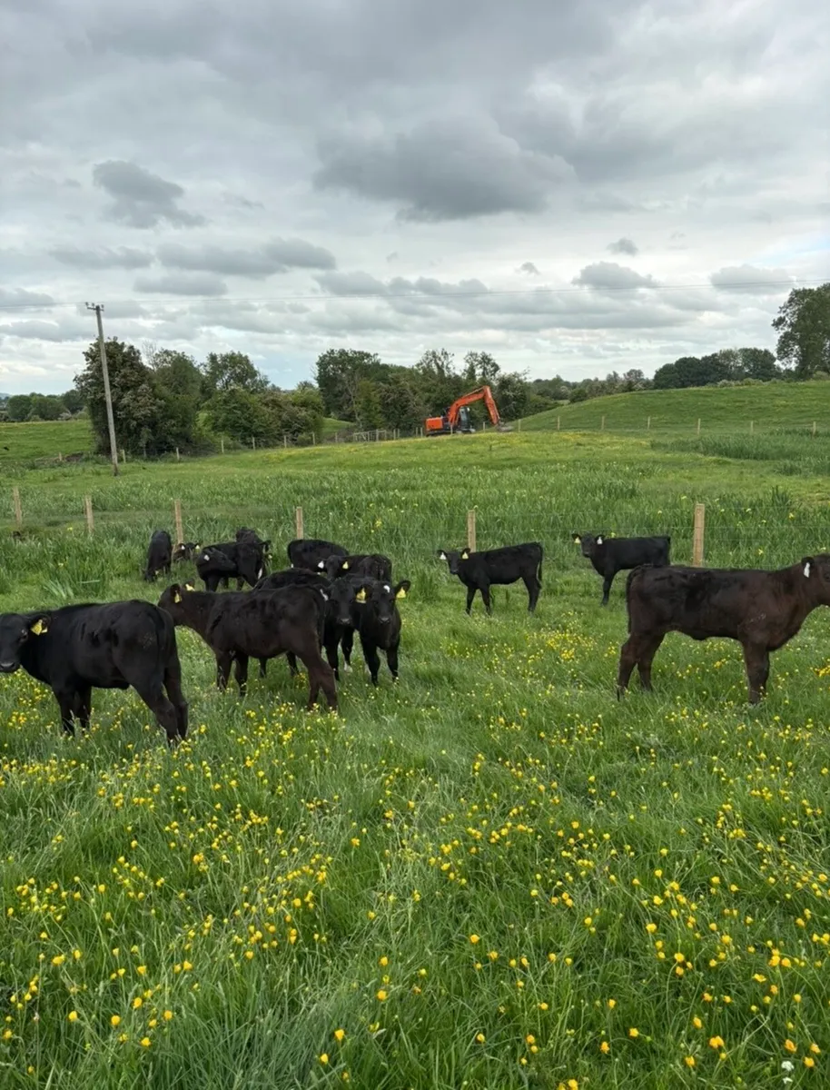 30 super reared Angus heifer runners 3 months old - Image 1