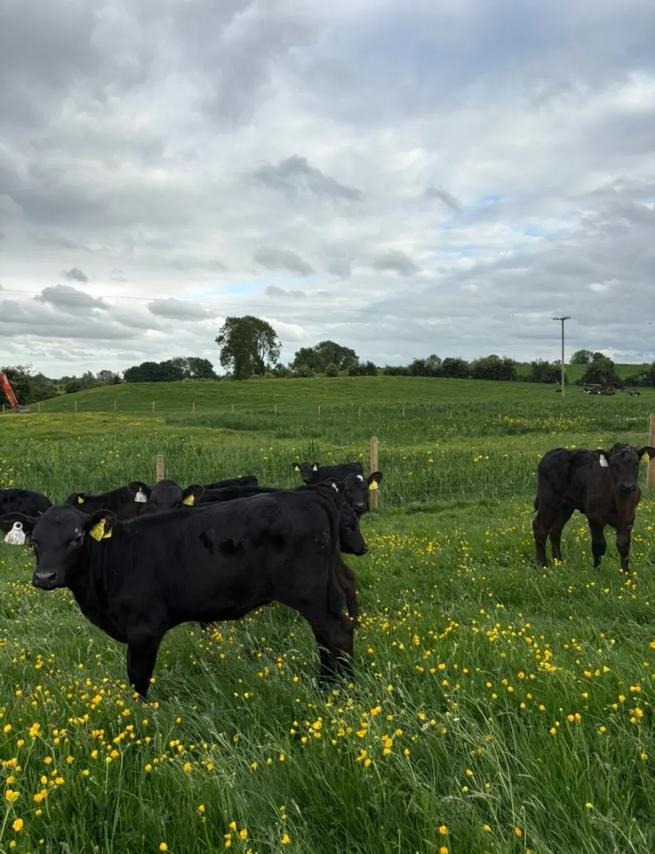 30 super reared Angus heifer runners 3 months old - Image 2