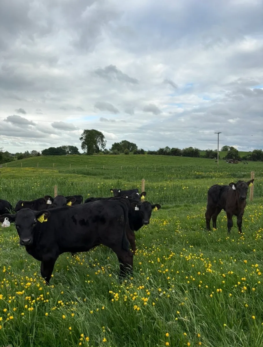 30 super reared Angus heifer runners 3 months old - Image 3