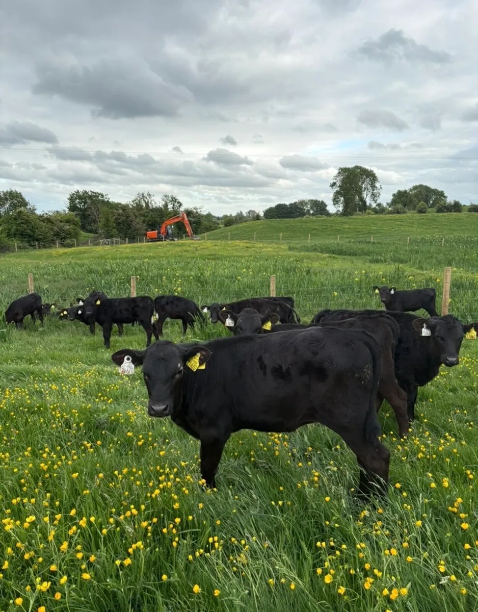 30 super reared Angus heifer runners 3 months old - Image 4