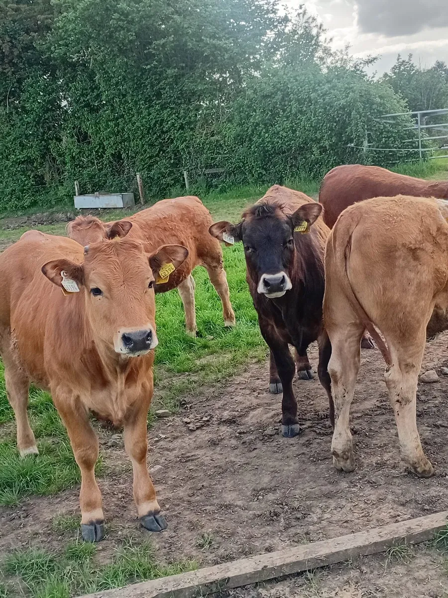 Aubrac and charlois heifers - Image 1