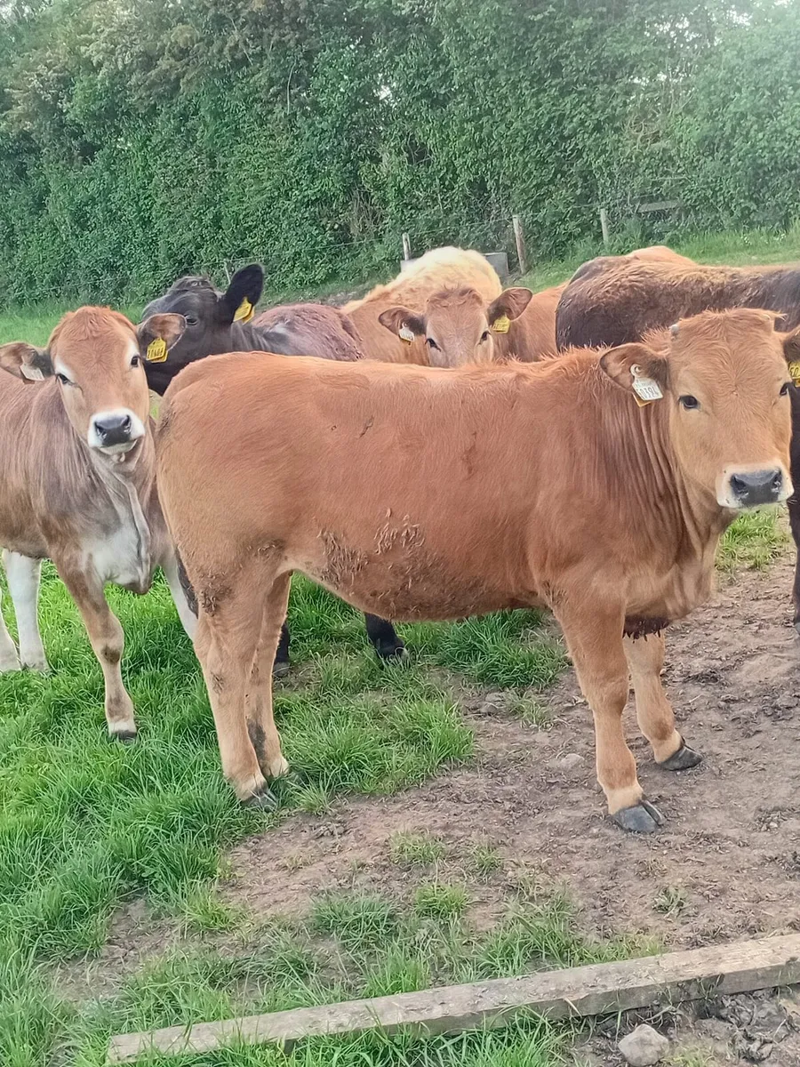 Aubrac and charlois heifers - Image 3