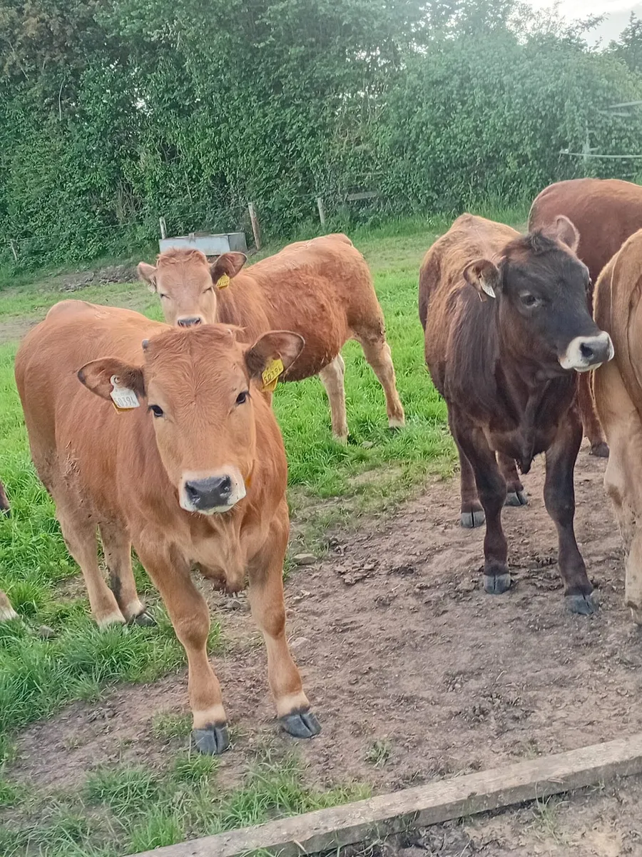 Aubrac and charlois heifers - Image 4