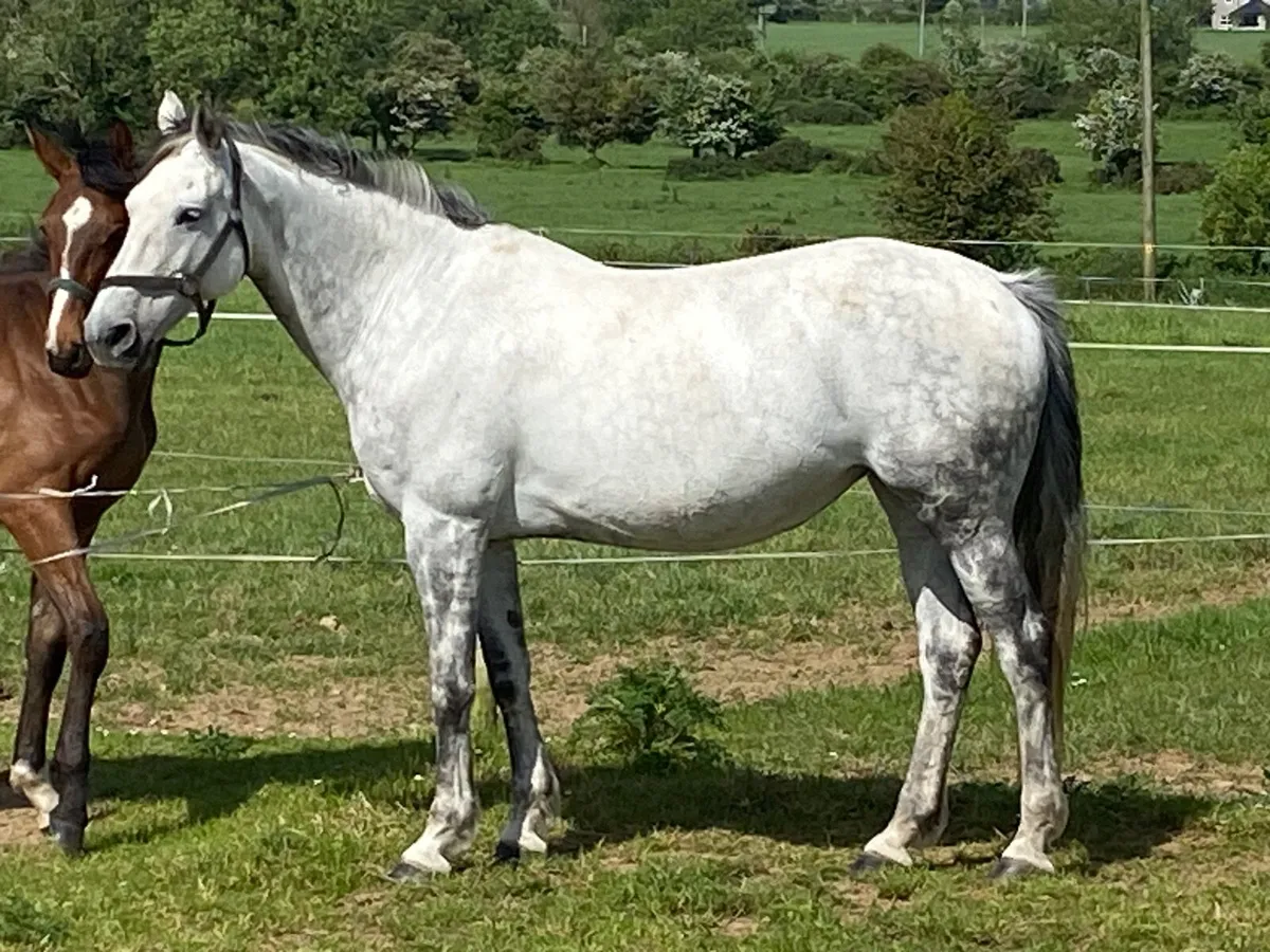 Horse - Image 1