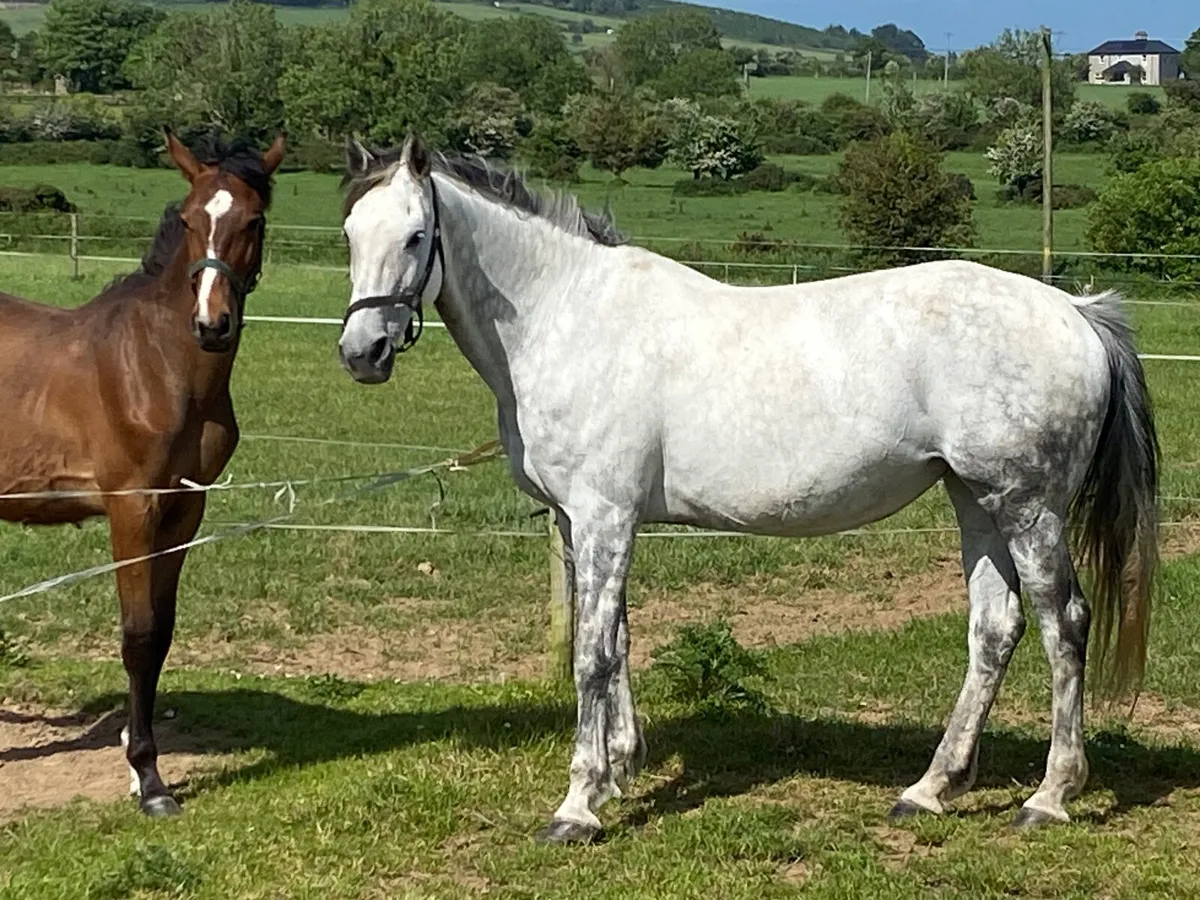 Horse - Image 3
