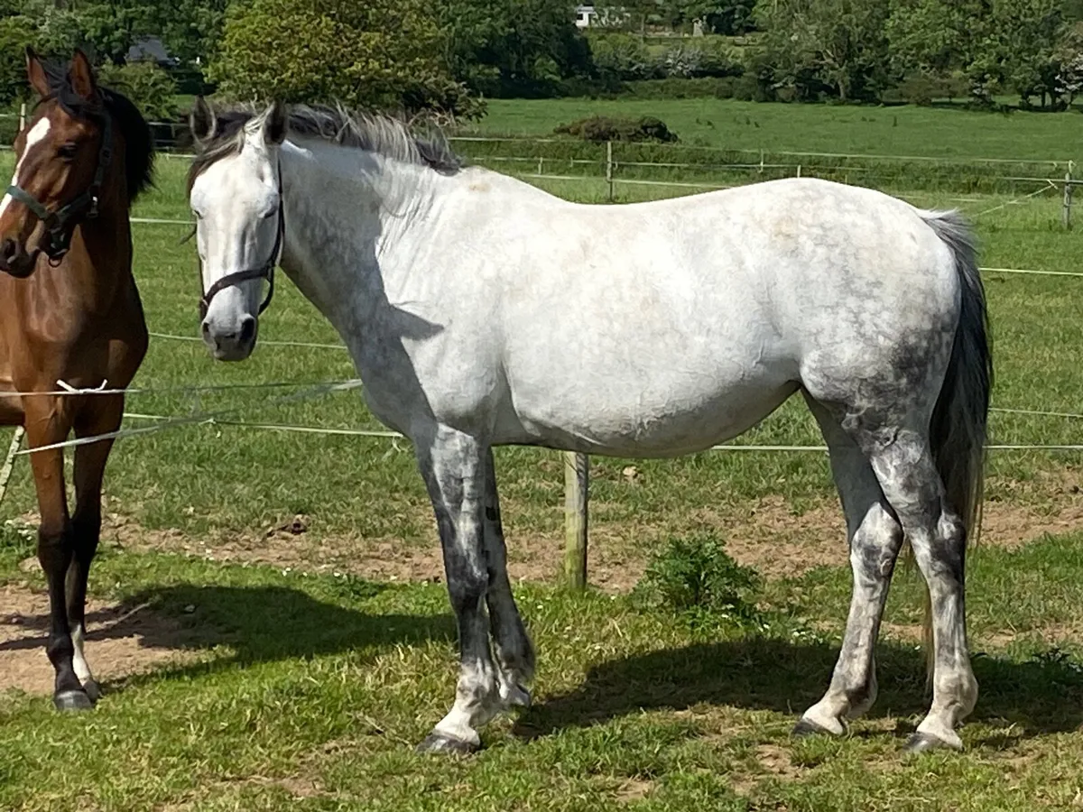 Horse - Image 2