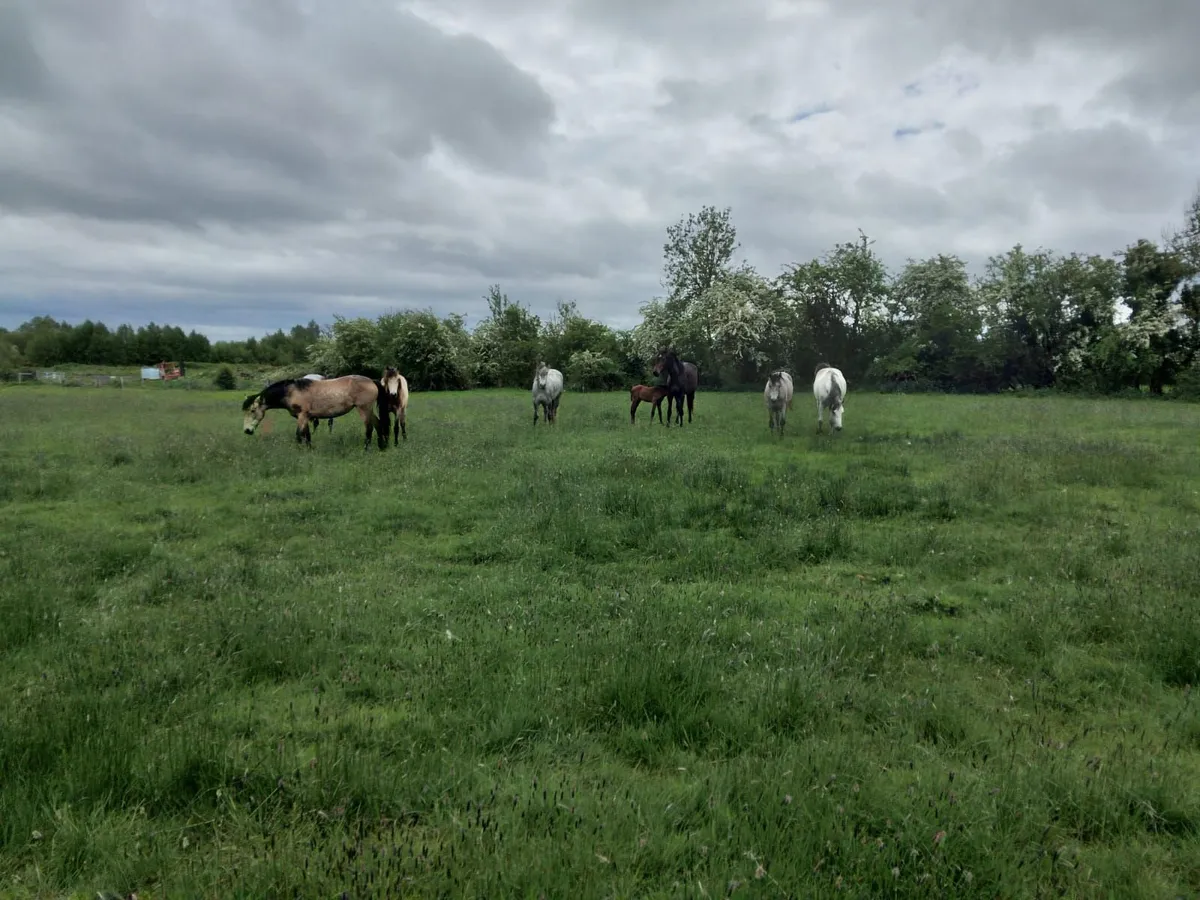 Conemaras in drumshambo on SAT 30th May - Image 1