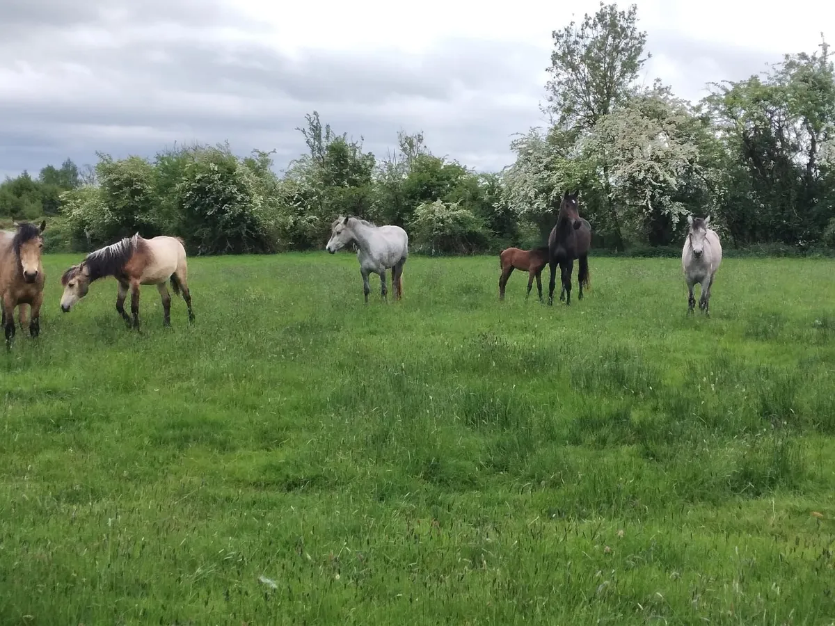 Conemaras in drumshambo on SAT 30th May - Image 2