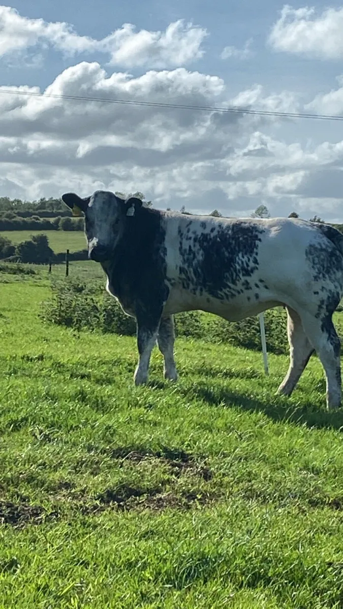 2 Super breeding heifers for sale - Image 1