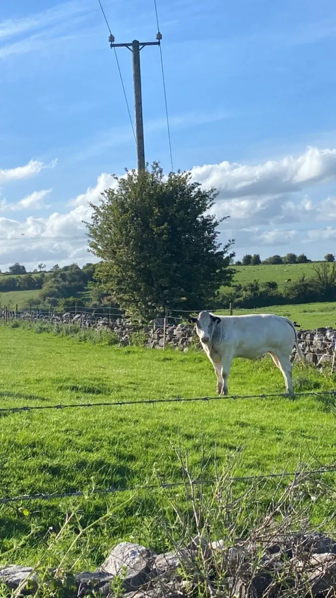 2 Super breeding heifers for sale - Image 4