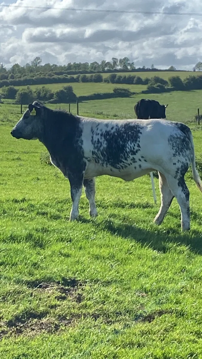 2 Super breeding heifers for sale - Image 2