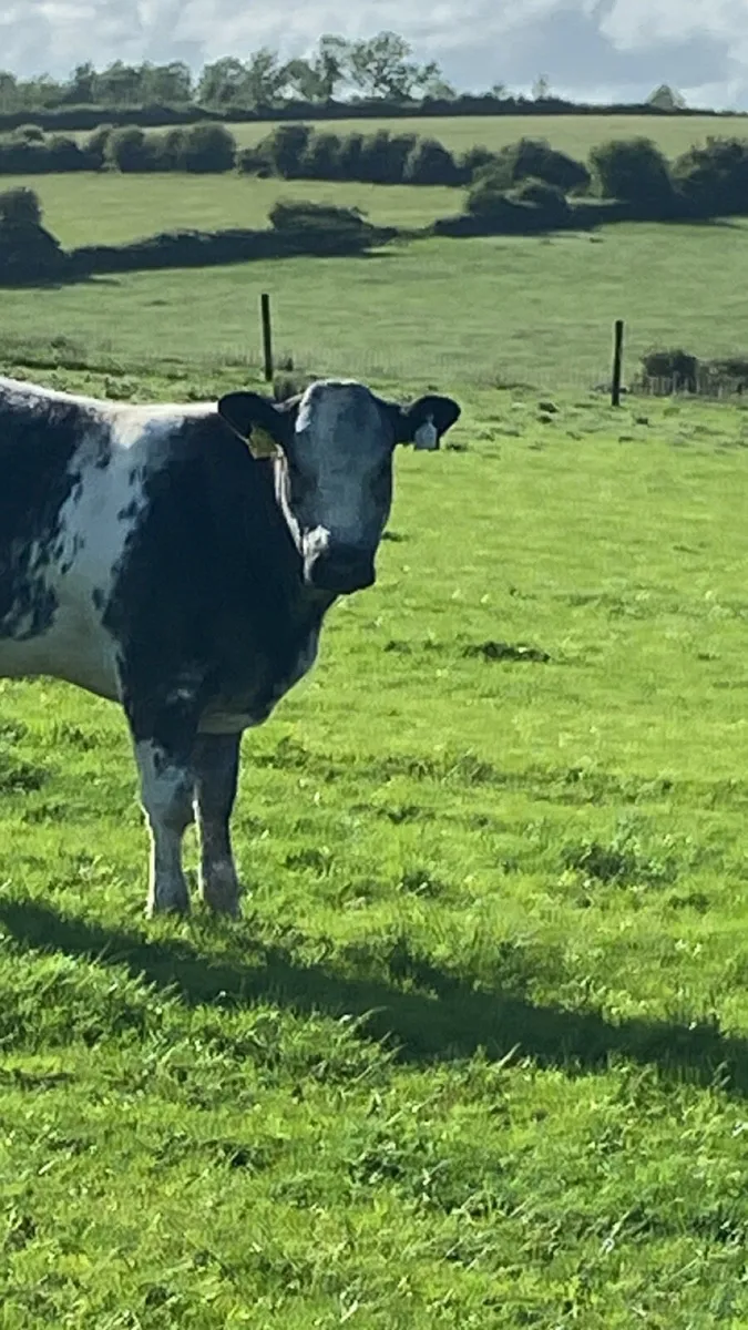 2 Super breeding heifers for sale - Image 3