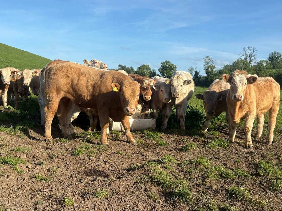 30 super Charlie bullocks - Image 4