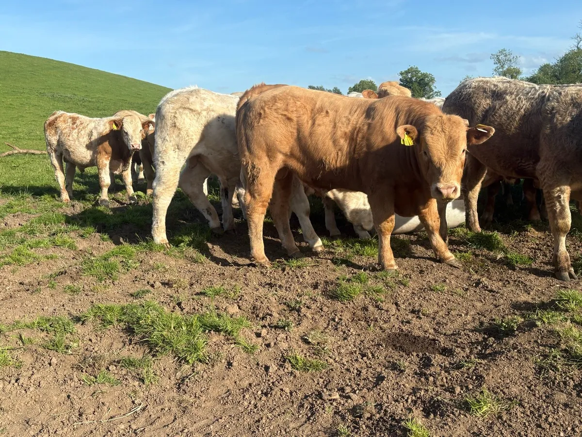 30 super Charlie bullocks - Image 2