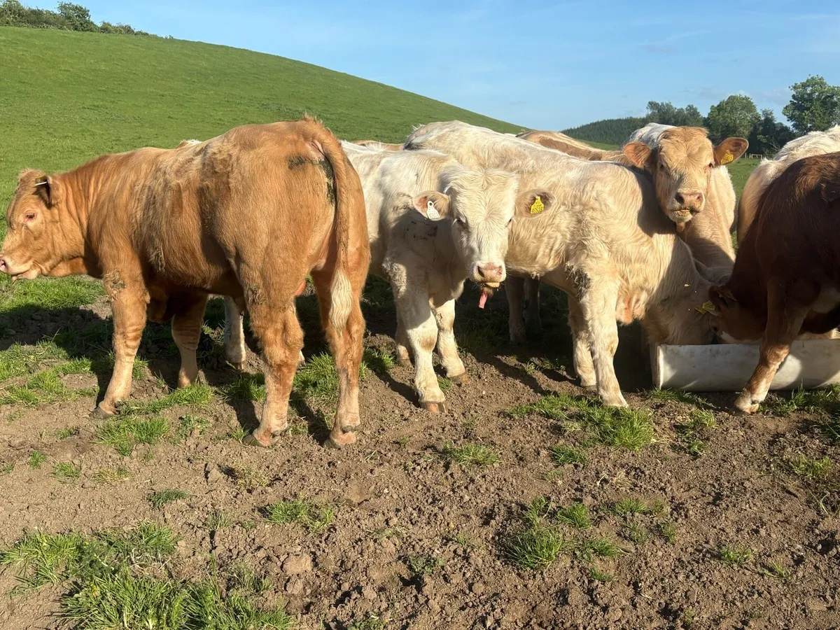 30 super Charlie bullocks - Image 1